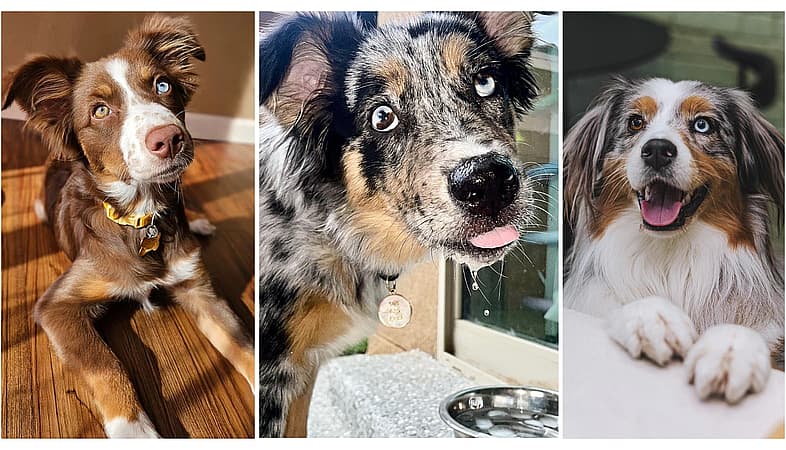 Heterochromia in Dogs - Australian Shepherd