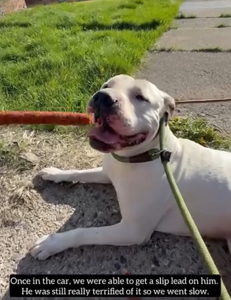 Detroit Dog Survives Poisoning and Brutal Abuse—Now He Just Wants a Place to Feel Safe