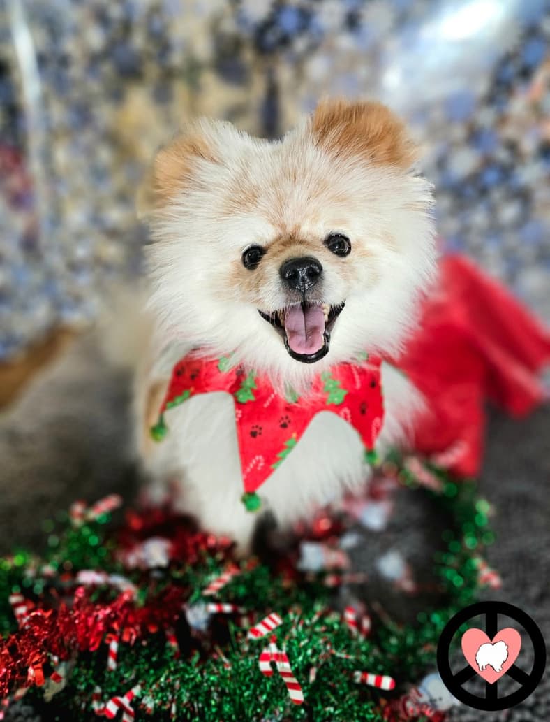 Wilbur - Pomeranian
