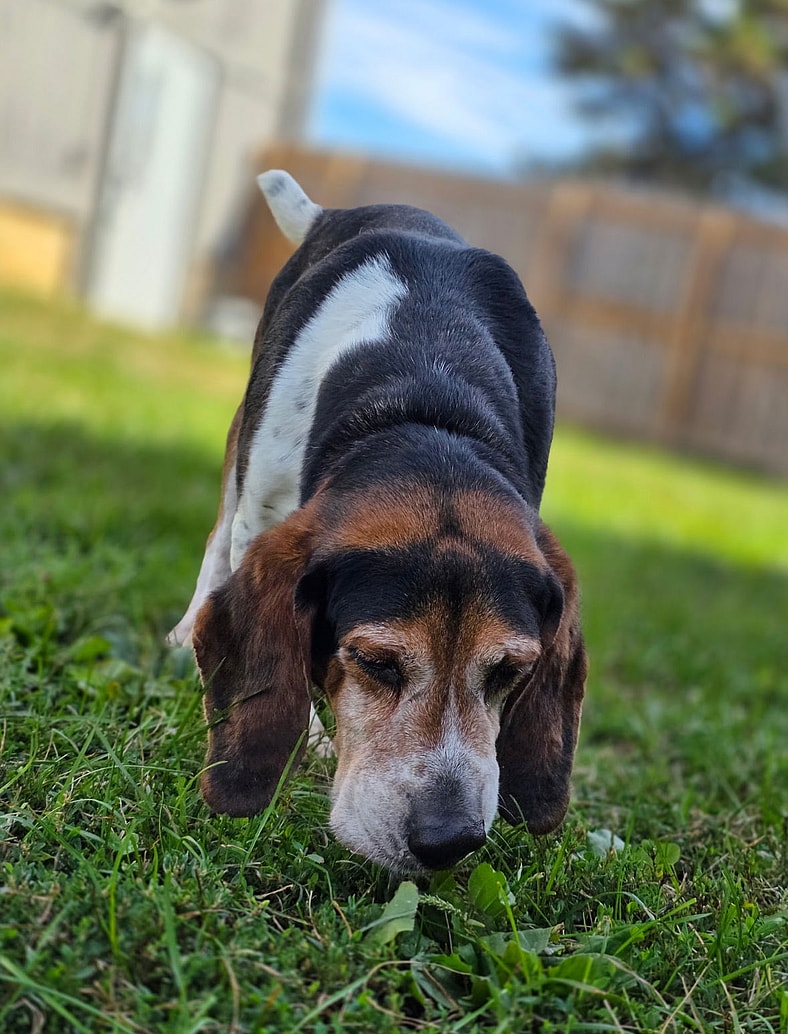 Jasper - Beagle