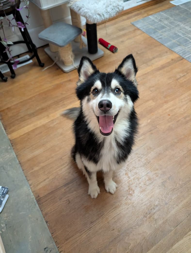 Alfie, A small husky boy - Husky