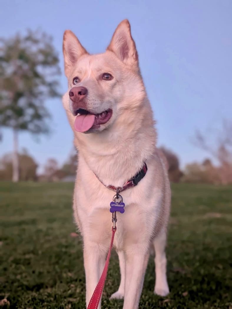 Berlin - Husky