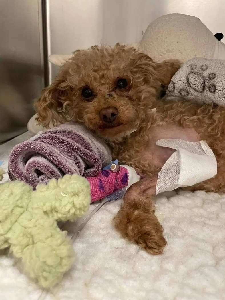 Toy Poodle Found Buried in a Trash Can