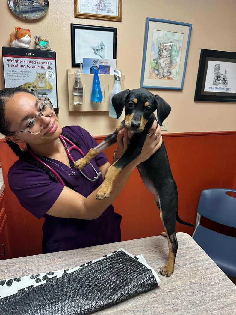 Puppy Found Blind and Spinning in Circles—What Vets Discovered Next Changed Everything