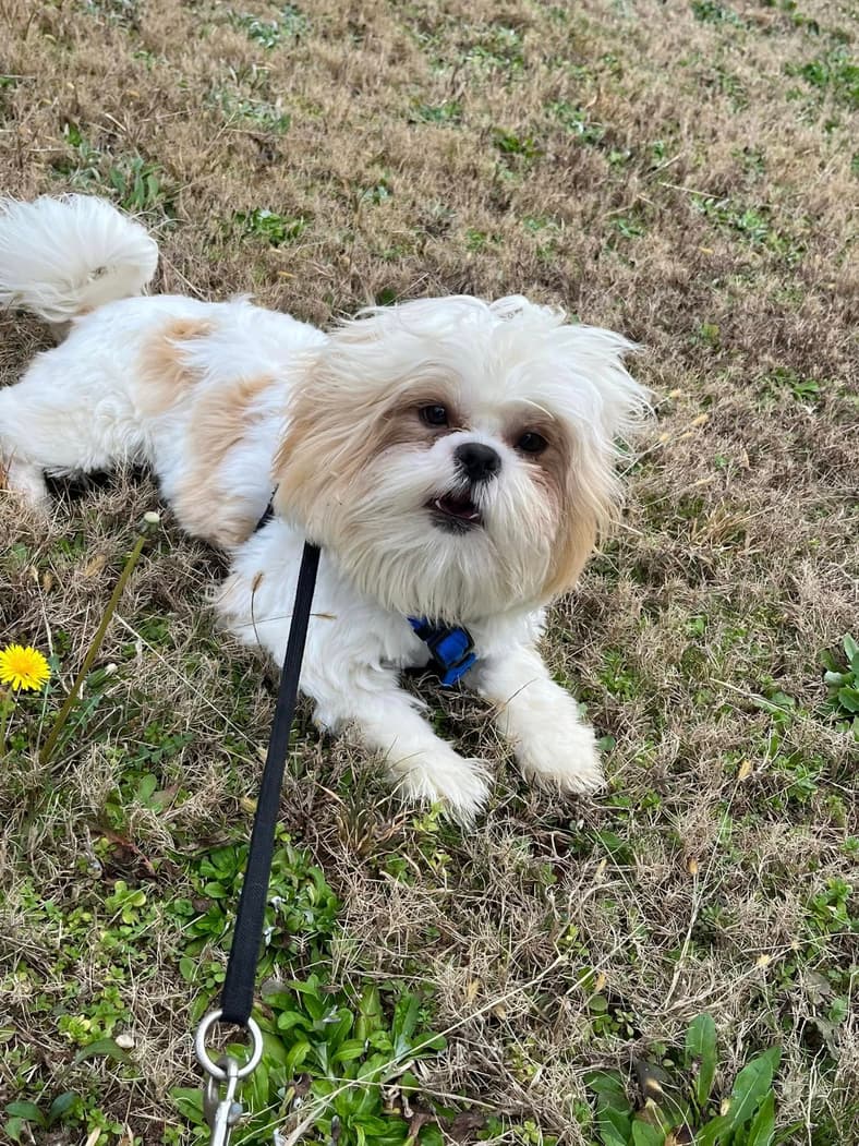 Gizmo