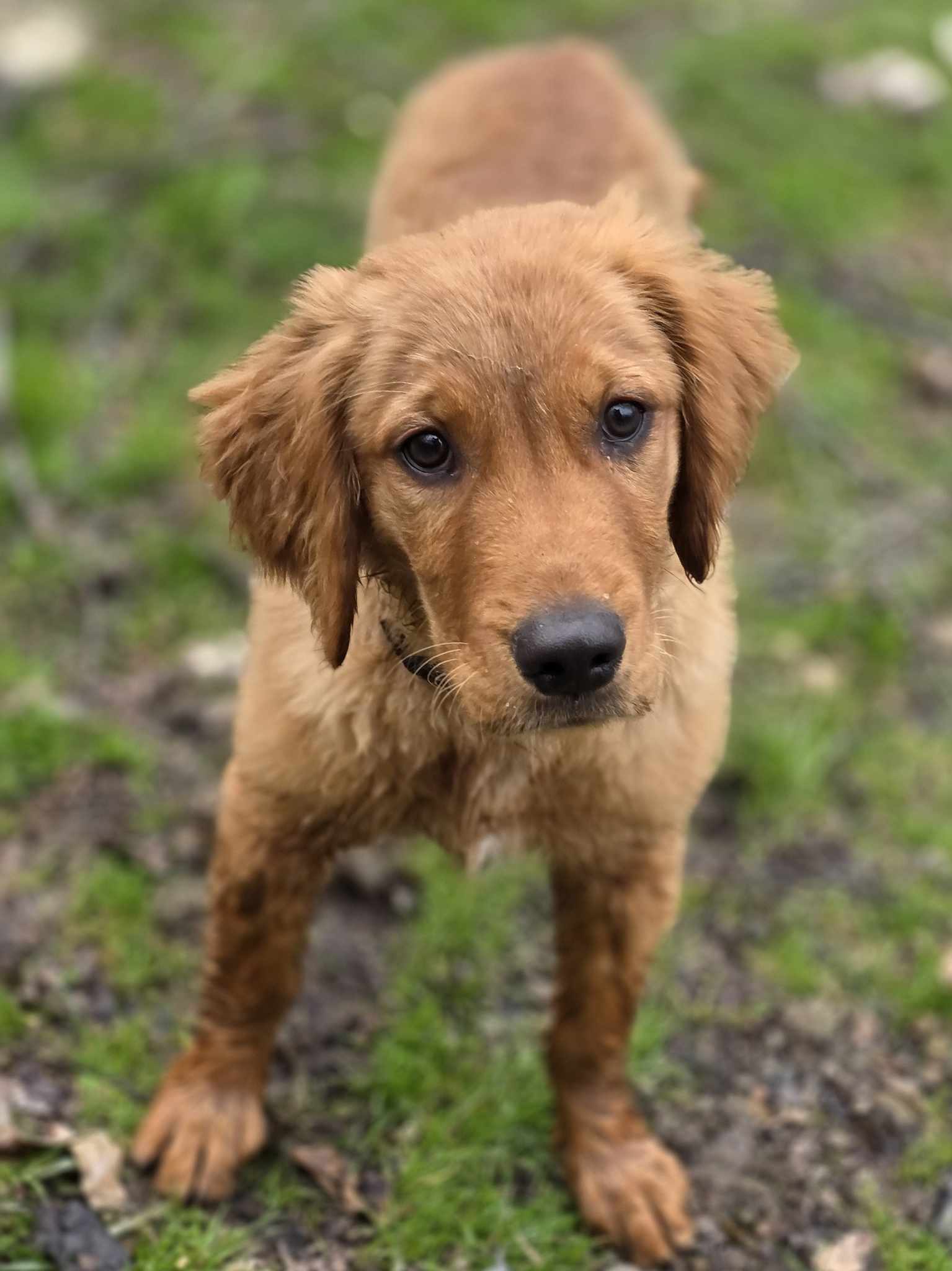 Carter Golden