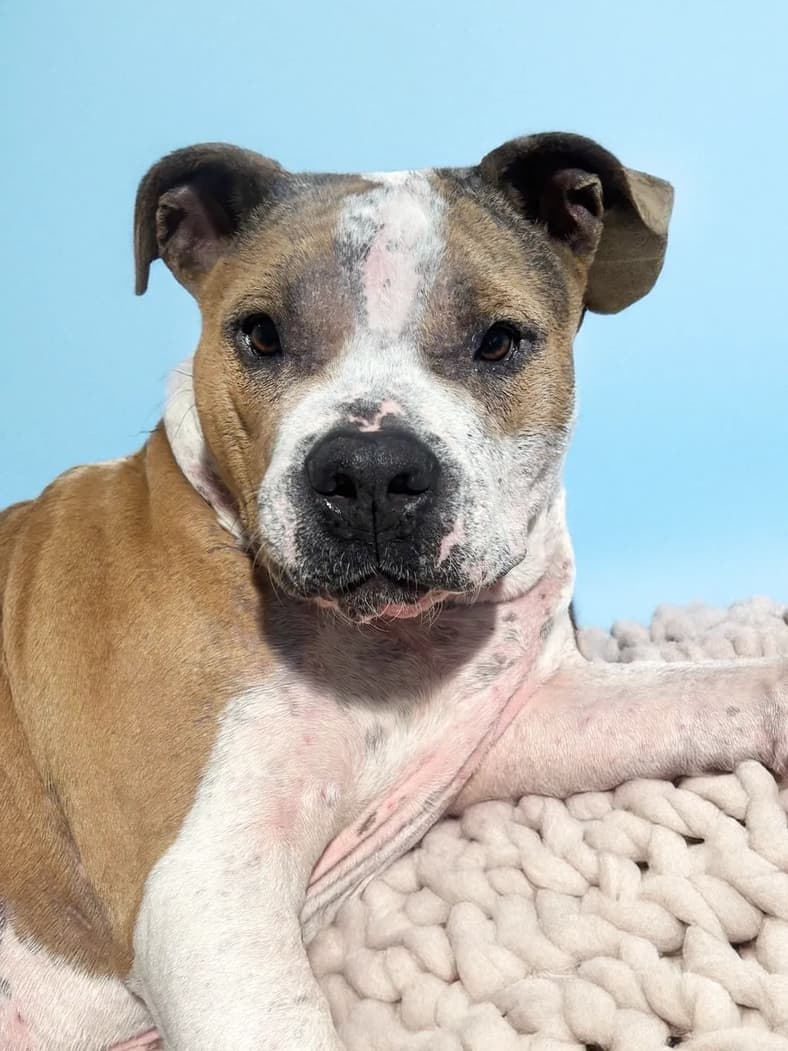 Shelter Scheduled Him for Euthanasia Without Even Knowing What Was Wrong