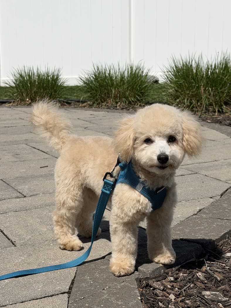 Boba - Bichon Frise