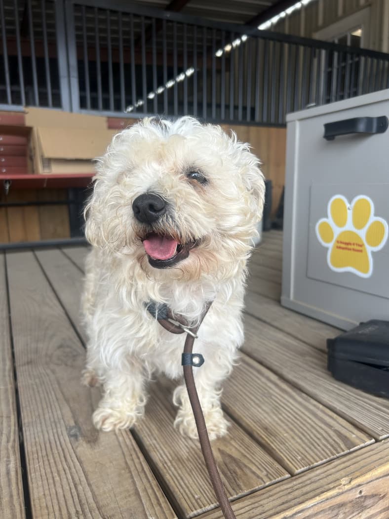 Freeman - Poodle (Miniature)