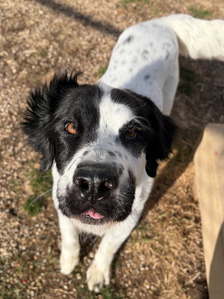 Beau - Adoption Fee Paid! - Labrador Retriever