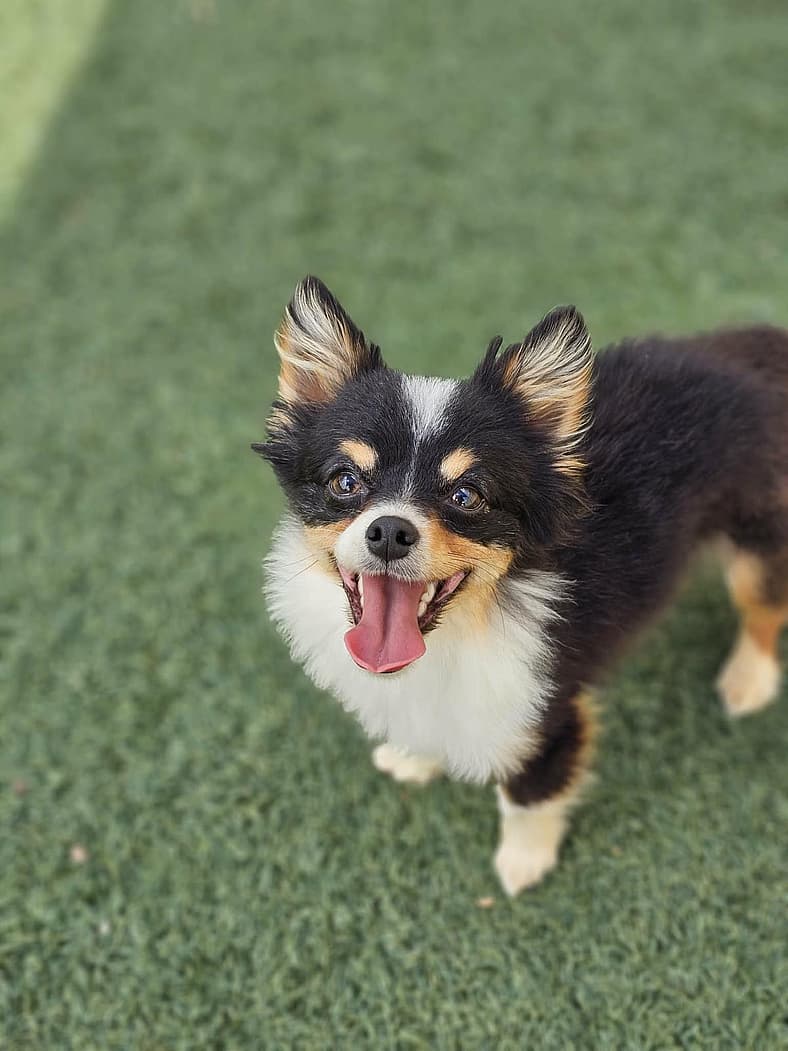Found stray: Robin - Pomeranian