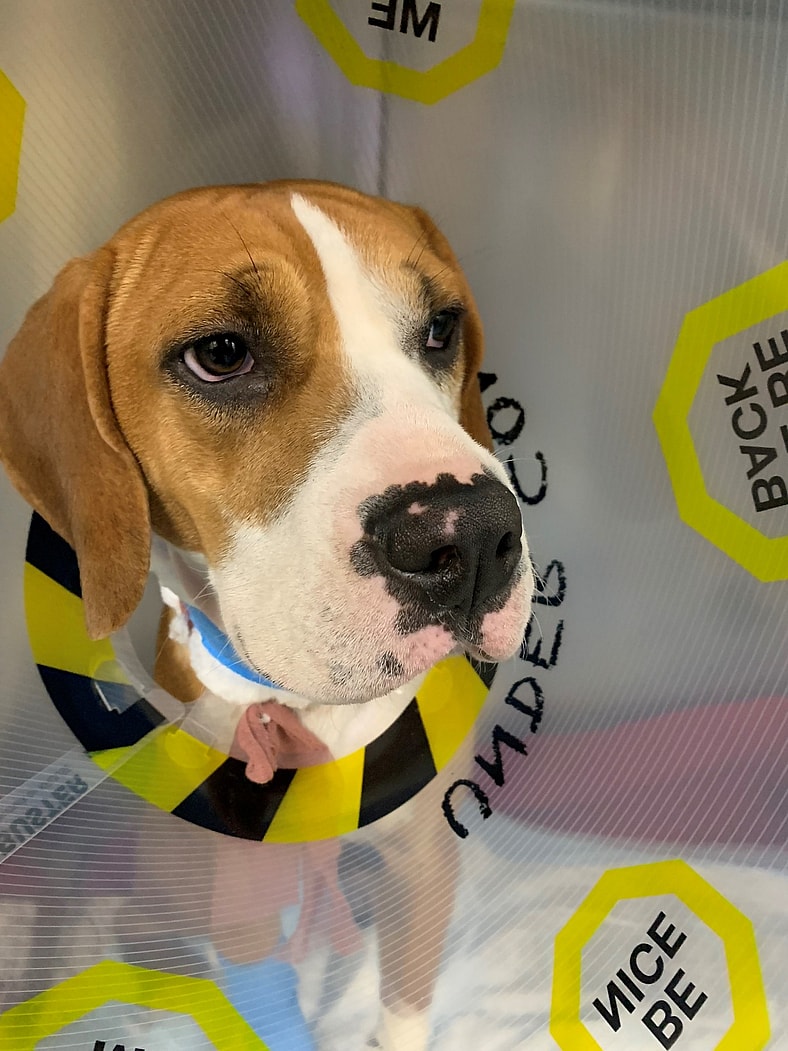 daisy duke gets pacemaker surgery