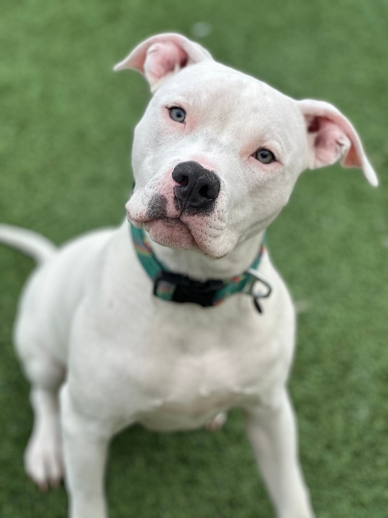 Dennis a 6-week-old puppy found in a scorching Walmart parking lot