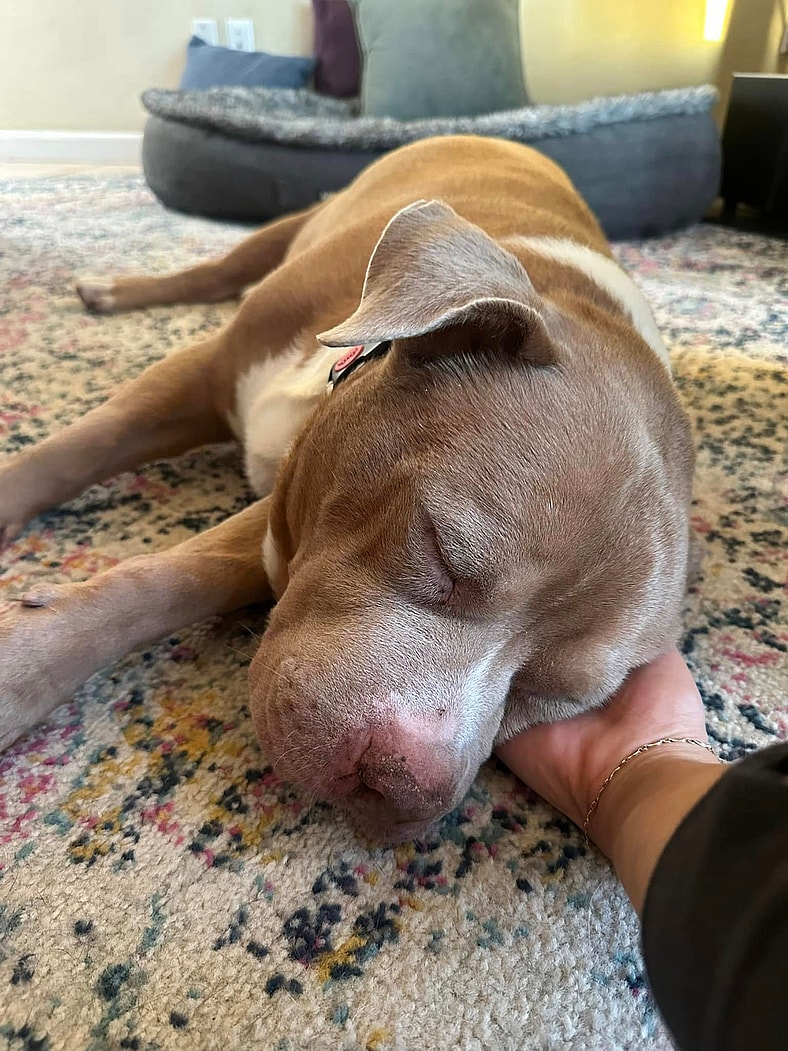 Bentley, a senior Pitbull