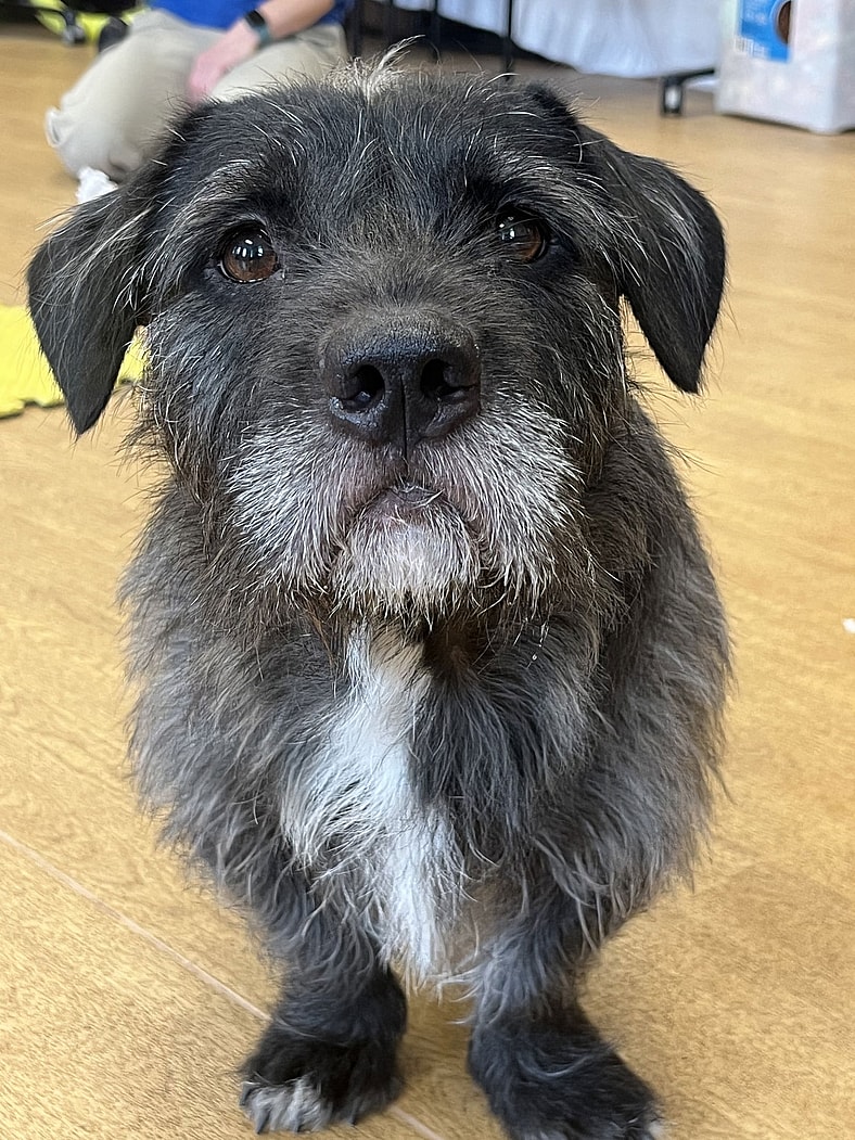 178443 Midnight Badger