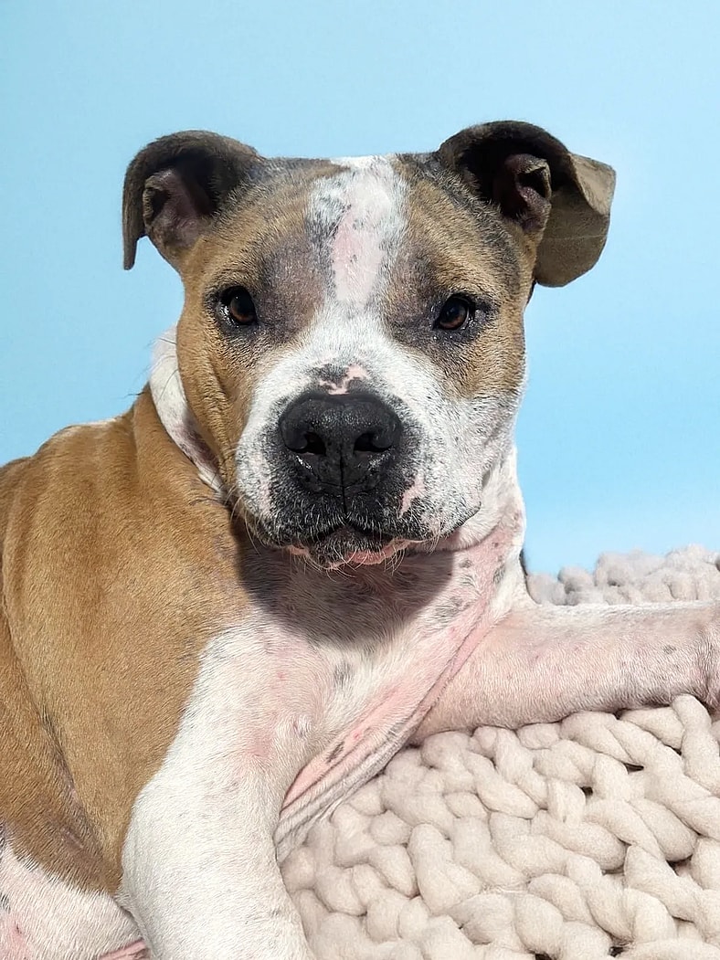 Shelter Scheduled Him for Euthanasia Without Even Knowing What Was Wrong