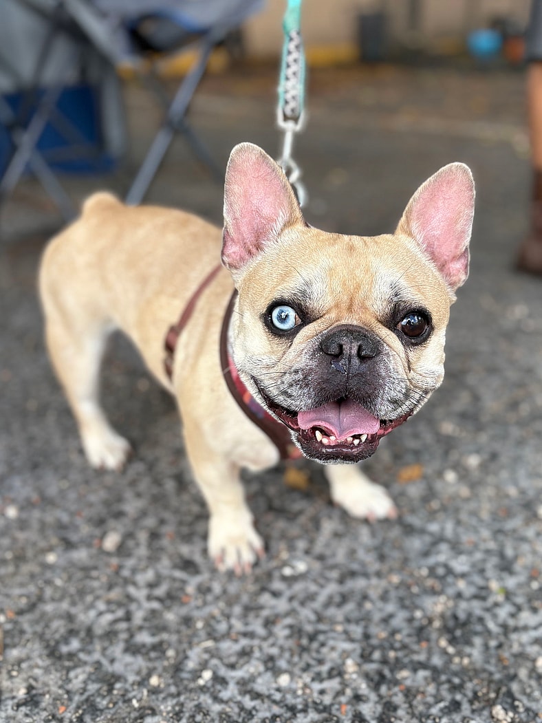 DIAMOND DOG - French Bulldog