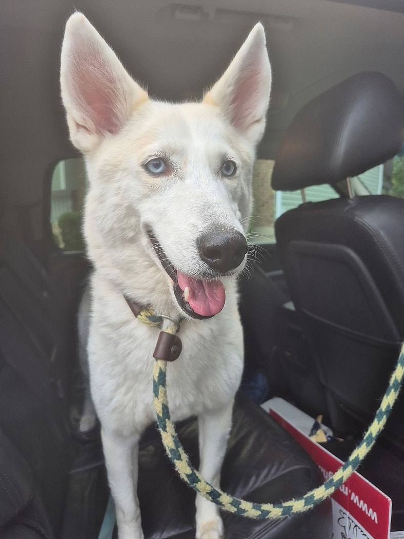 Elsa 25 - Husky