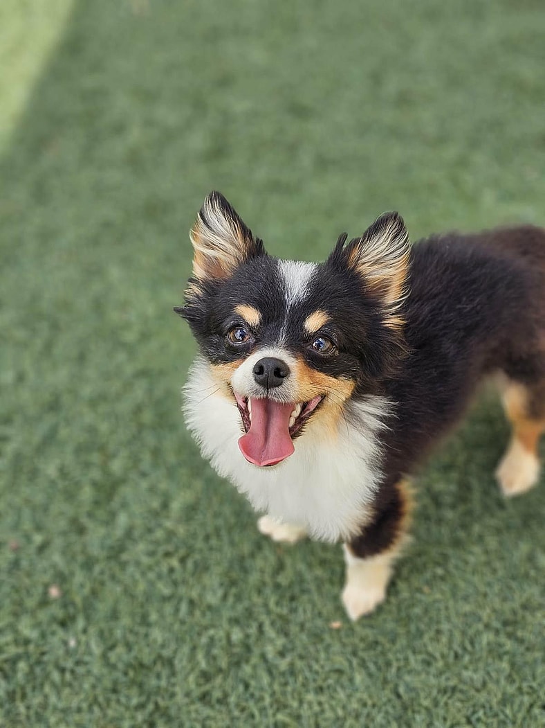 Found stray: Robin - Pomeranian