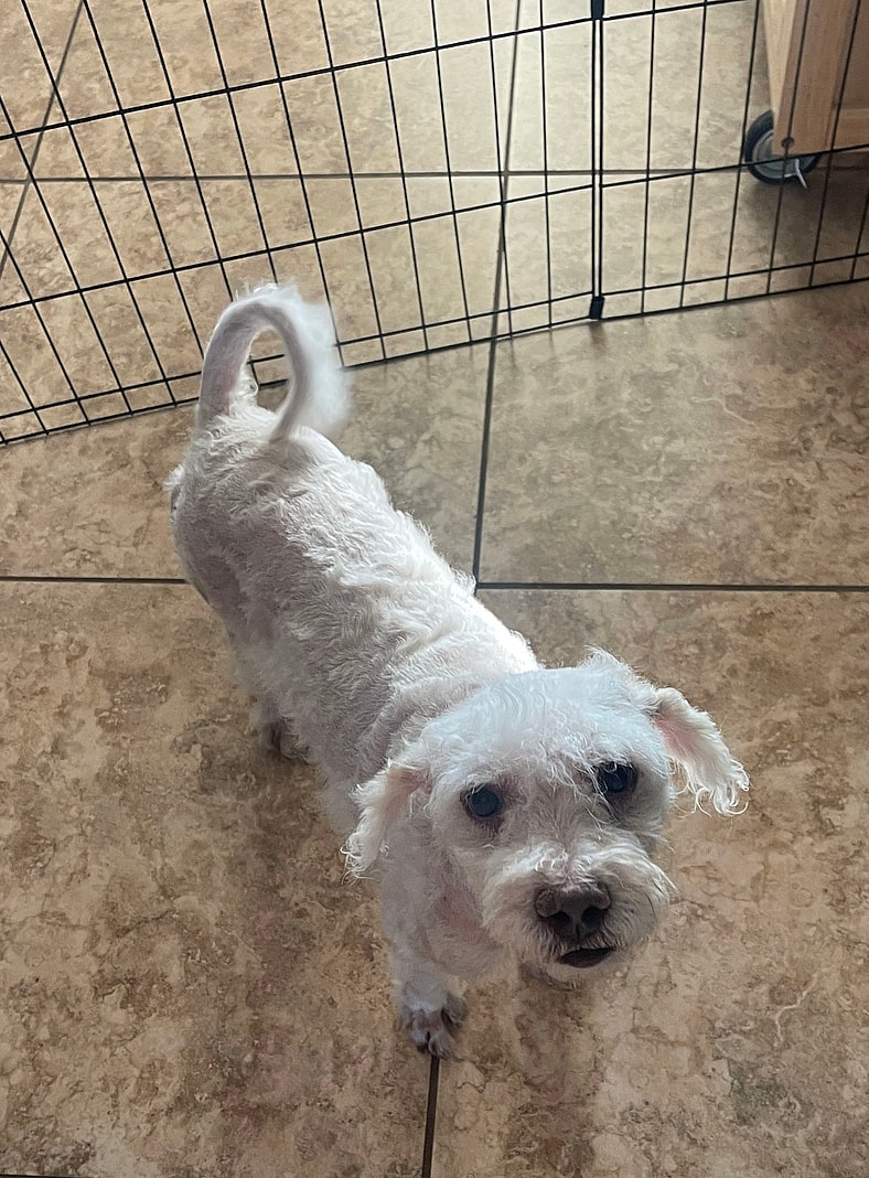 Logan - Poodle (Miniature)