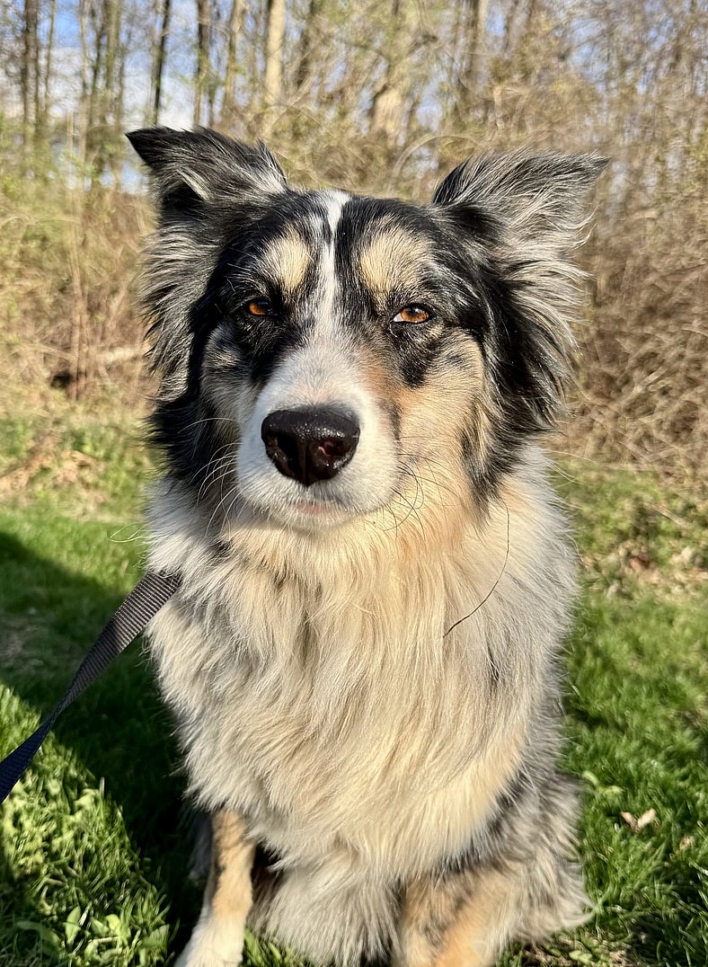 PAPRIKA - Australian Shepherd