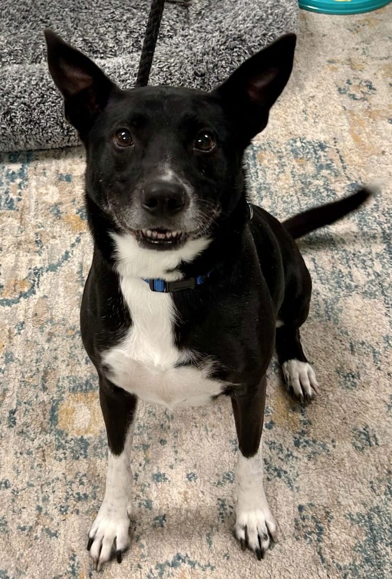 Rogen