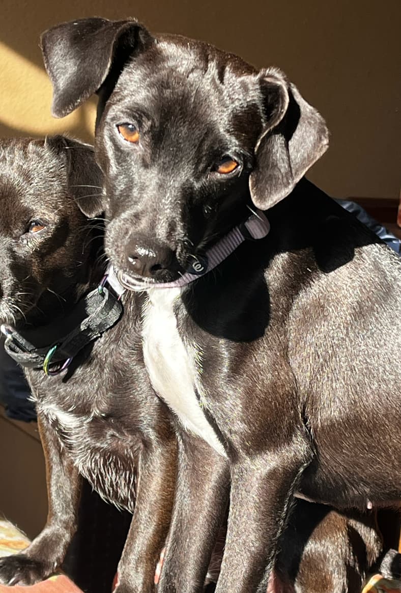 Watch the Heartwarming Moment a Feral Dog Sprints Full Speed to Her Foster Dad