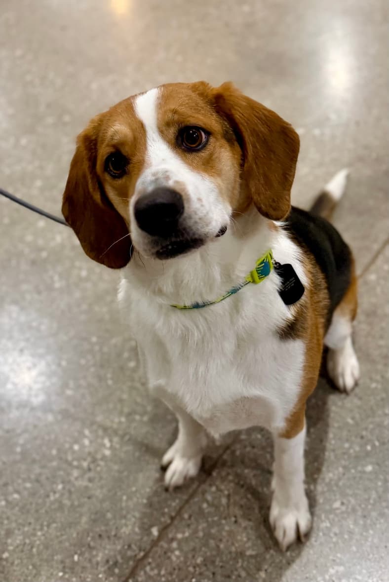 Major - Basset Hound