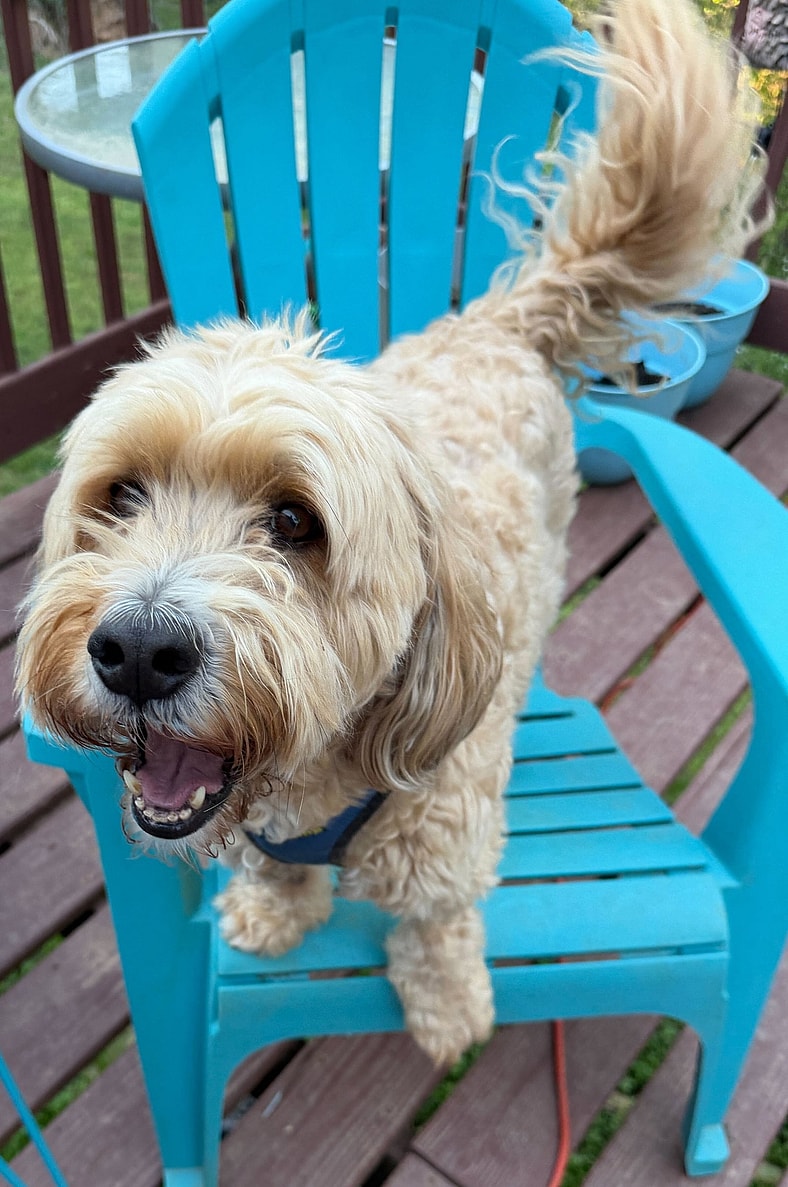Lucy Mar 26 - Poodle (Miniature)