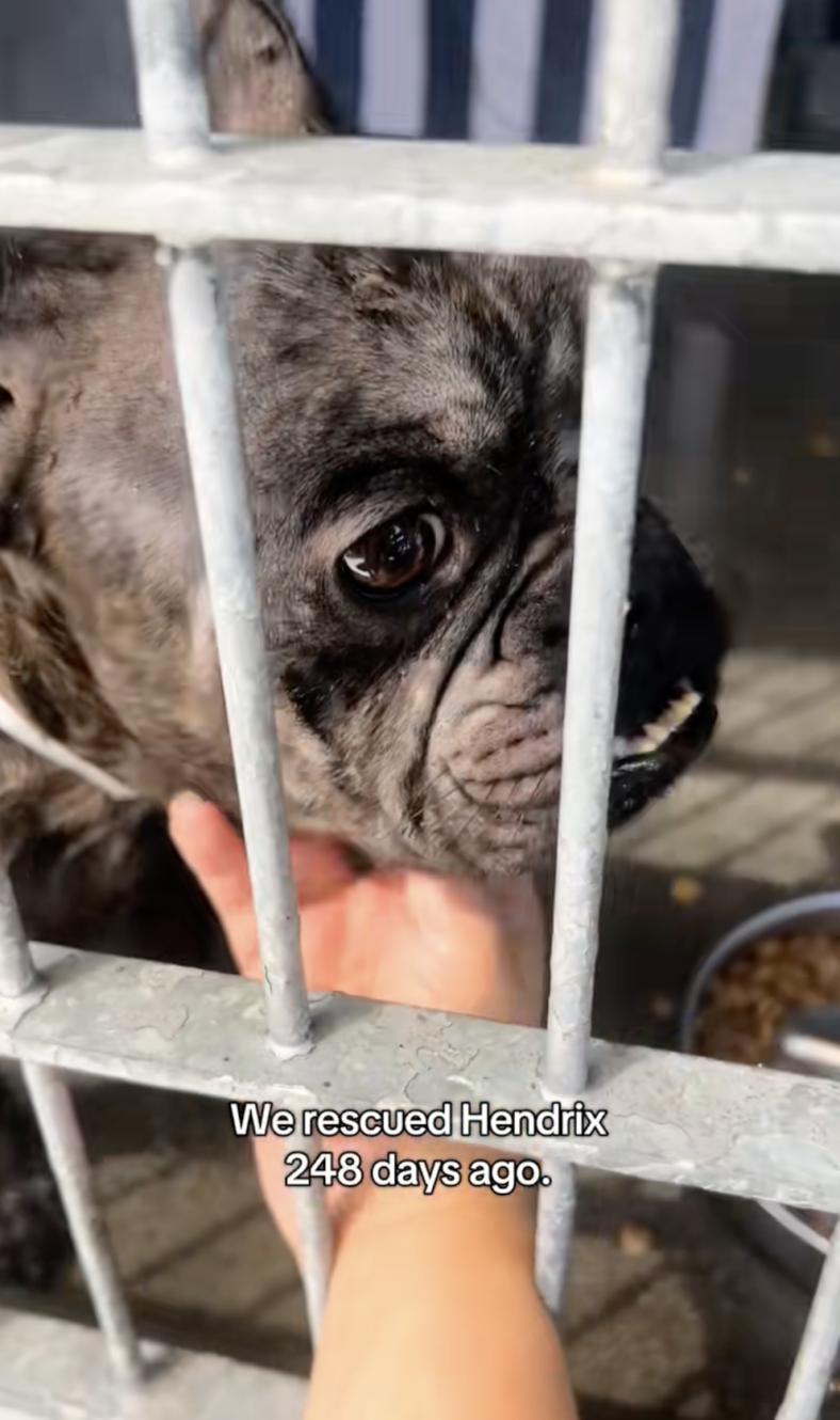 Hendrix - 248 Days Later, This Good Boy Is Still Waiting for His Forever