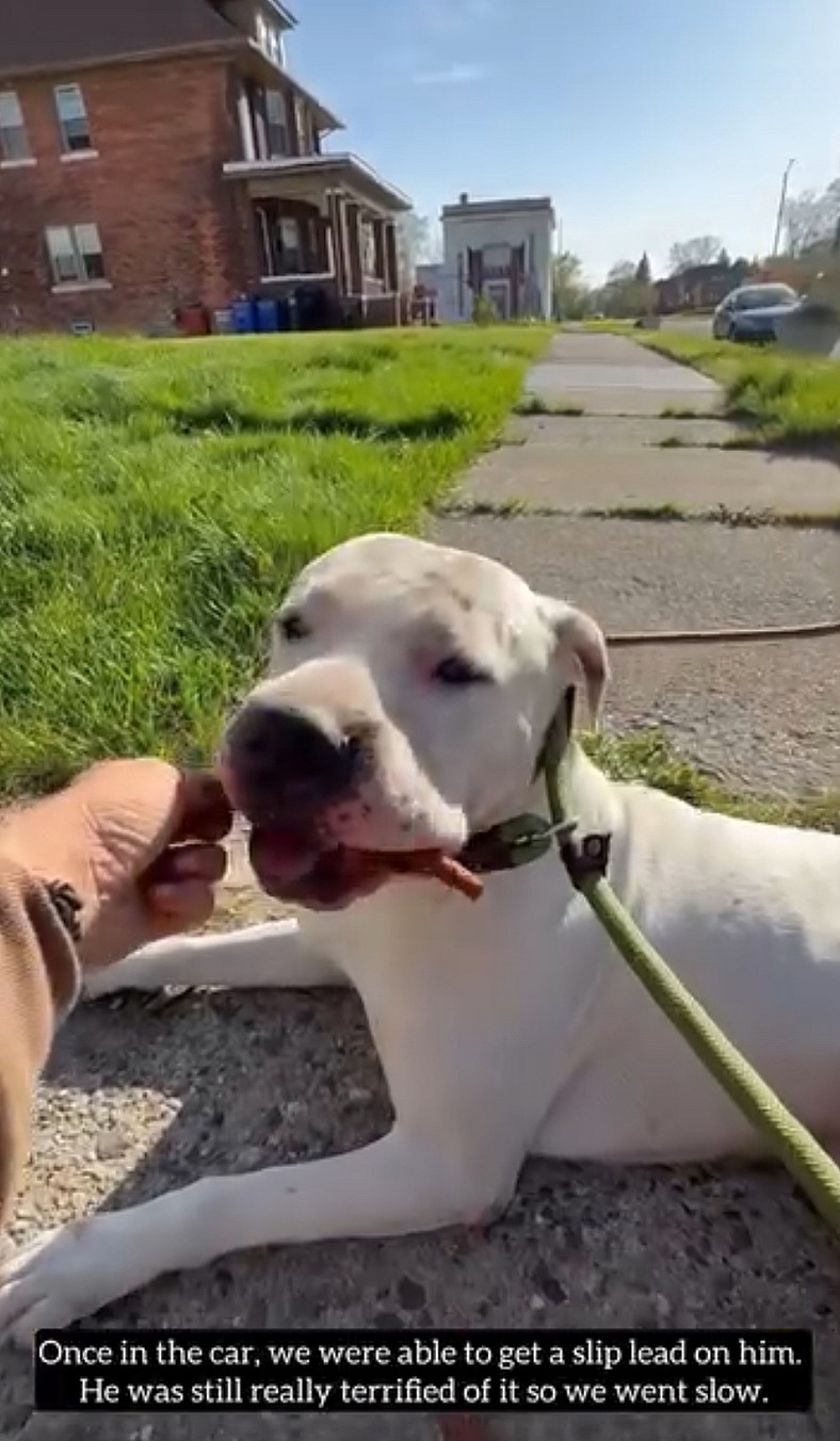 Detroit Dog Survives Poisoning and Brutal Abuse—Now He Just Wants a Place to Feel Safe
