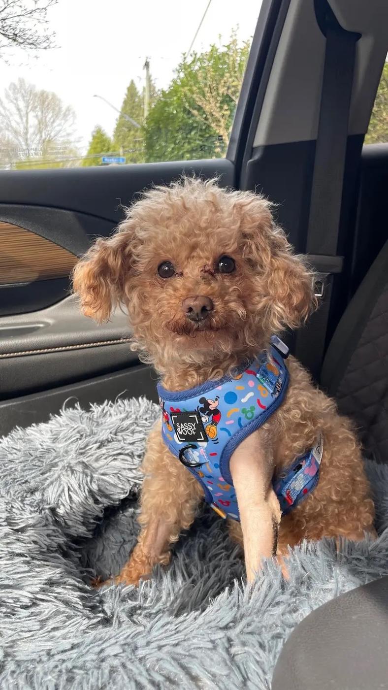 Toy Poodle Found Buried in a Trash Can