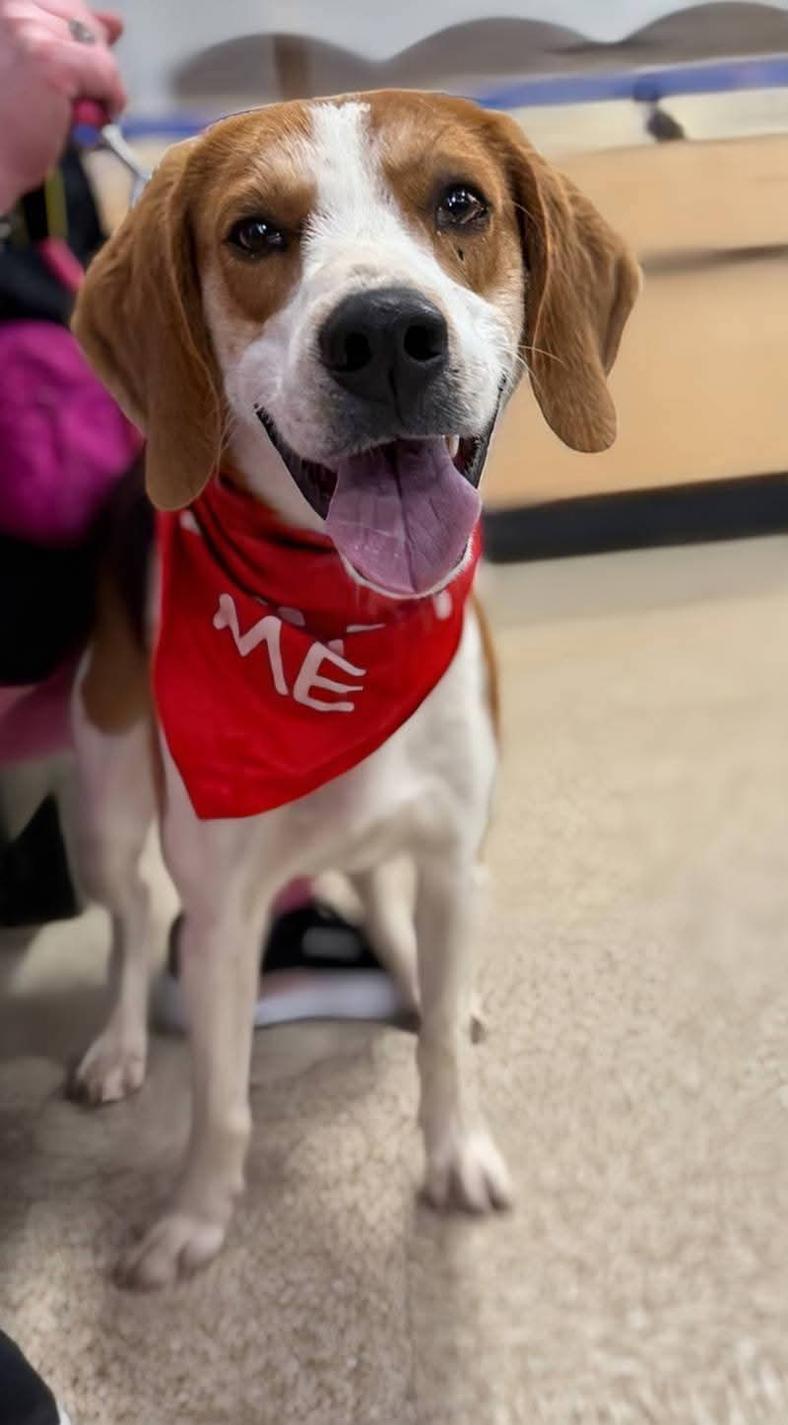Ford: At shelter - Hound
