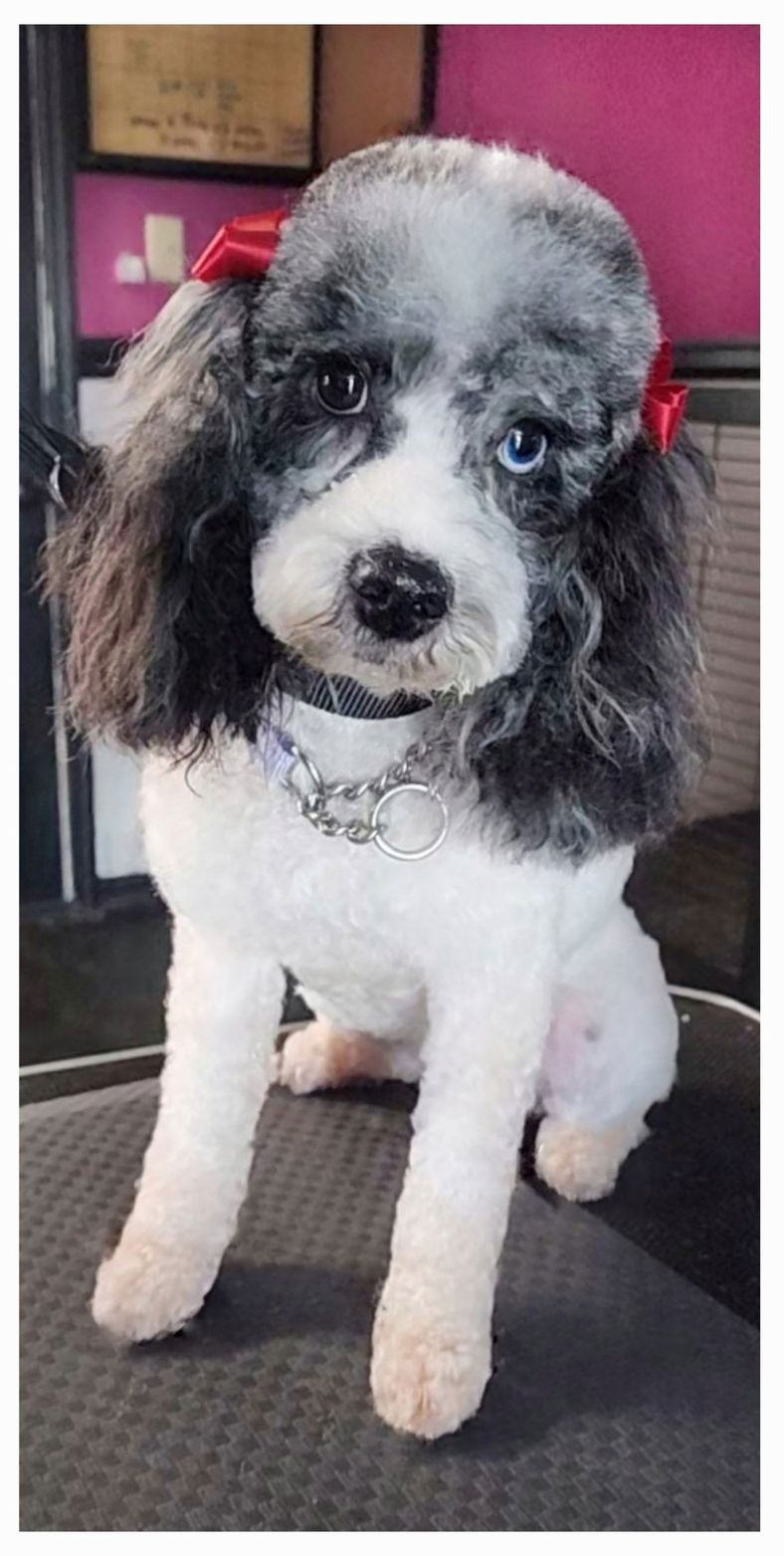 9 Gorgeous Purebred Poodles Looking For Loving Homes. Could
