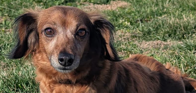 Giselle in TN - Dachshund