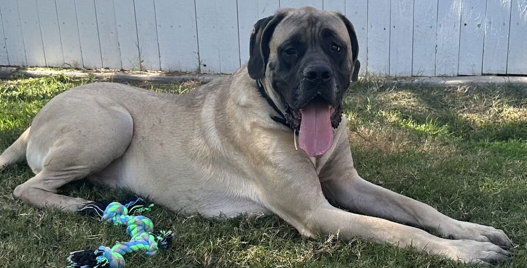 Duke