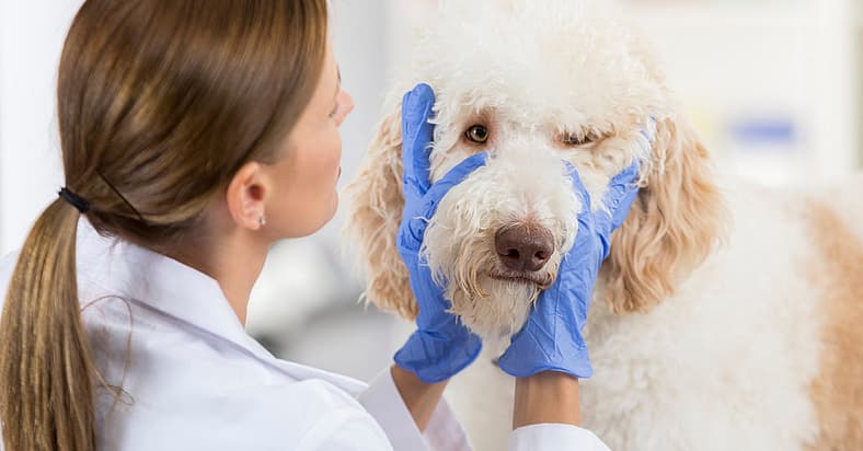 Cloudy eyes dogs