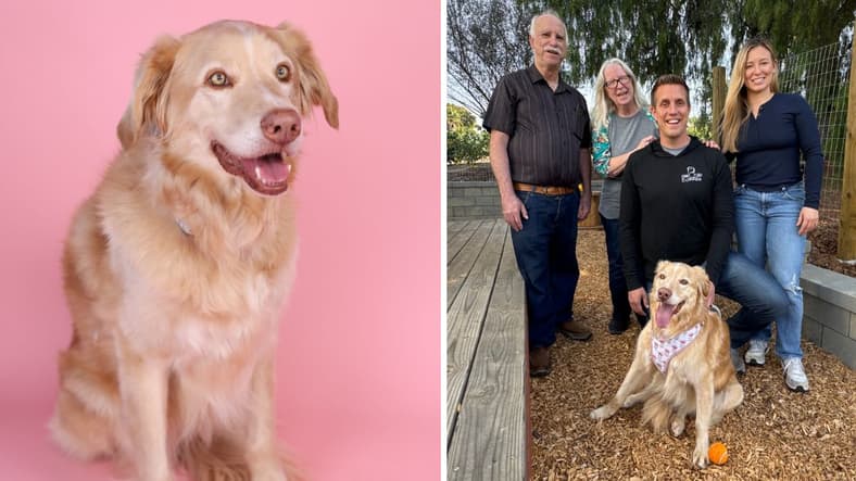 This Shut-Down Shelter Dog Finally Found Her Forever Home—Wait Until You See Her Reaction!