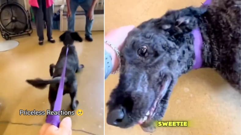 Watch: This Dog's Overwhelming Joy at Adoption Will Warm Your Heart