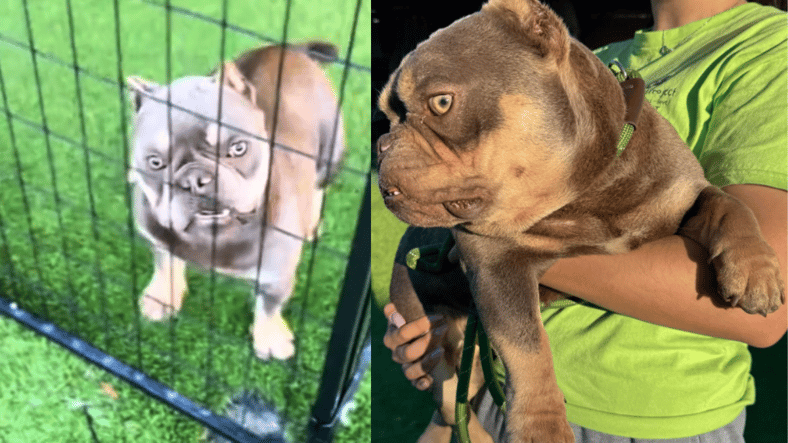 French Bulldog Used In Dog Fighting Ring Won’t Stop Walking in Circles, In Need of a Fresh Start 
