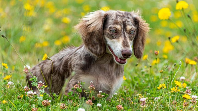 Fluffy Wiener Dogs