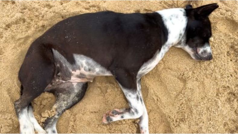 Tragic Dog Abuse Case in Iowa Prompts Petition for Lifetime Animal Ban