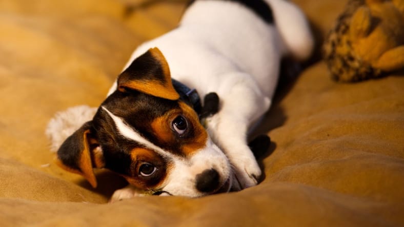 cute puppy layind down