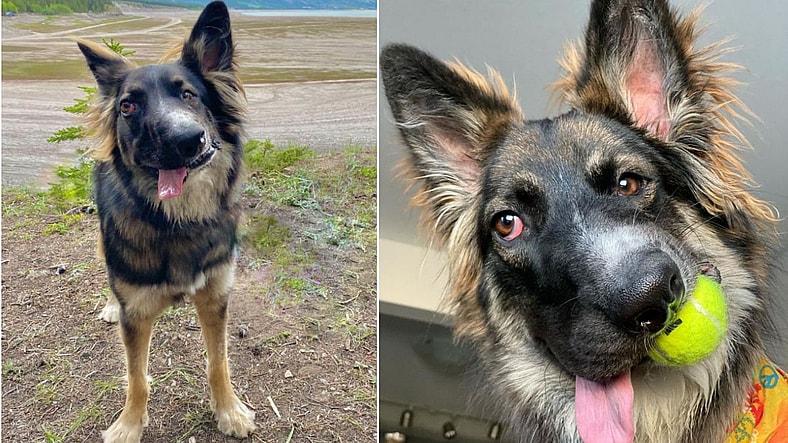 Rescue Dog’s ‘Picasso’ Face Has a Heartbreaking Backstory but Will Leave You in Happy Tears