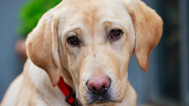 labrador retrievers are needy velcro dogs