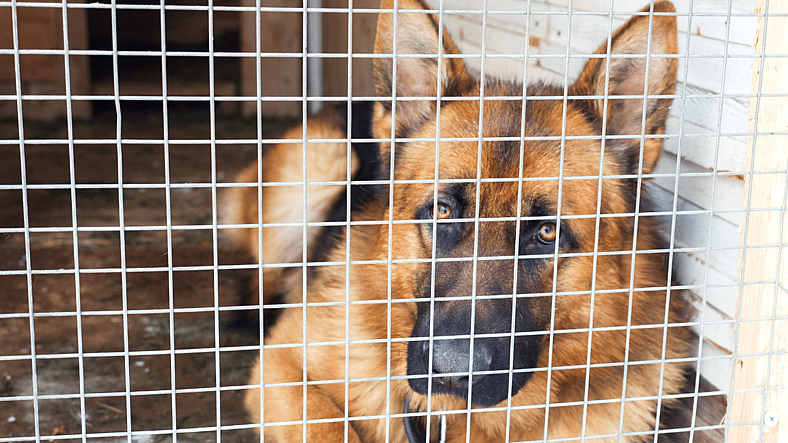 German Shepherd in cage