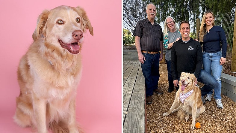 This Shut-Down Shelter Dog Finally Found Her Forever Home—Wait Until You See Her Reaction!