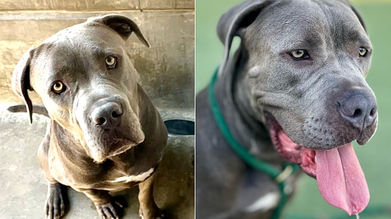 Meet the Most Gentle, Soft-Hearted Dog Who Nobody Chooses Because He’s “Too Big”