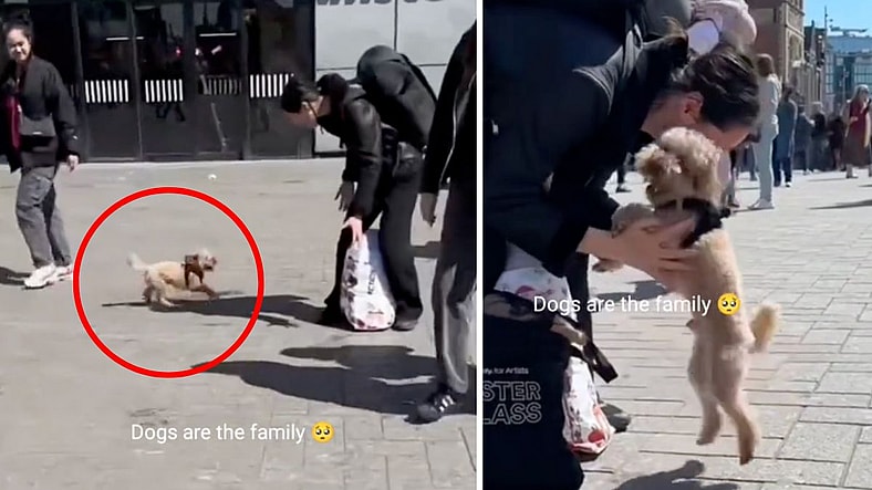 Dog’s Heart-Melting Reaction to Reuniting with Her Human