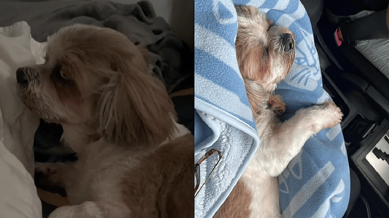 What One Vet Missed Nearly Ended This Shih Tzu's Life — Until Her Mom’s Instinct Saved the Day!